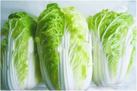 #微肥課堂#白菜類蔬菜對哪些營養(yǎng)元素敏感？