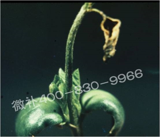 莖尖枯死，到底是缺硼還是缺鈣？