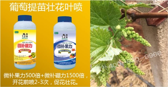 葡萄萌芽期如何預防倒春寒？
