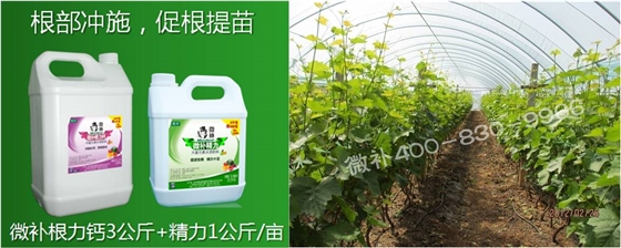 葡萄萌芽期如何預防倒春寒？