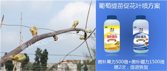 獼猴桃萌芽期如何施肥，才能促進(jìn)萌芽齊、萌芽壯？