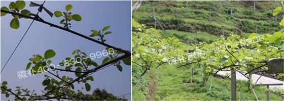 獼猴桃萌芽期如何施肥，才能促進(jìn)萌芽齊、萌芽壯？