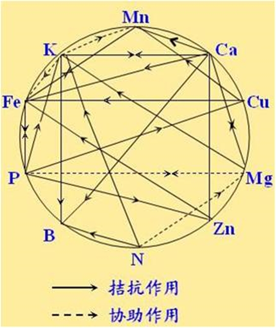 原料型鉀肥和鎂肥為什么會發(fā)生拮抗？