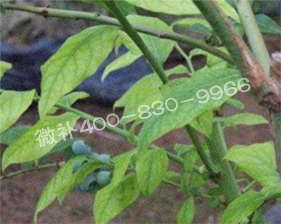 藍莓黃葉是缺素還是病害？