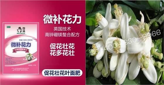 蜜柚促花壯花除了補(bǔ)磷還需要補(bǔ)硼鋅？