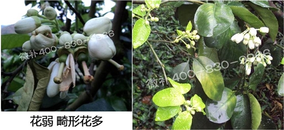 蜜柚促花壯花除了補(bǔ)磷還需要補(bǔ)硼鋅？