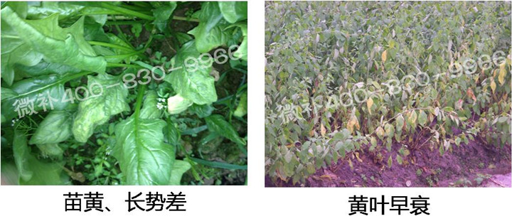 2、苗期后期.jpg