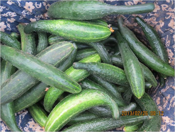 #微肥課堂#黃瓜味苦，天氣or肥料，到底誰之過？