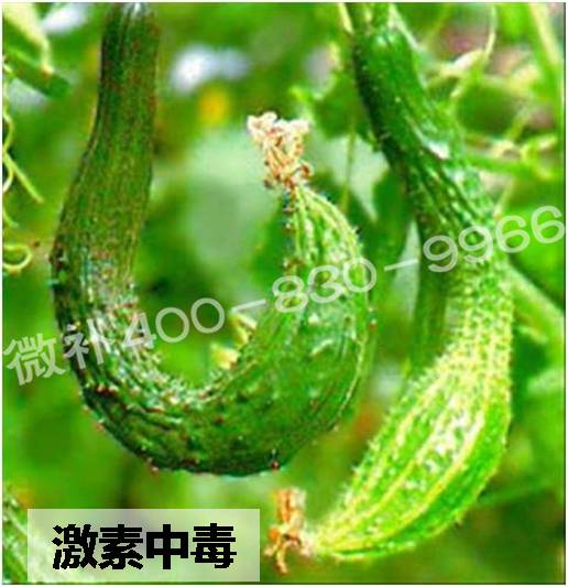 #微肥課堂#葉面肥含激素好嗎？
