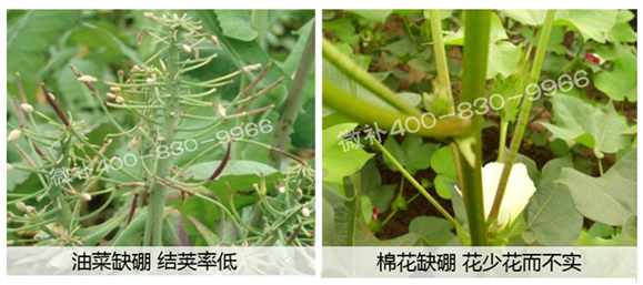 春季作物為什么需要大量用硼肥？