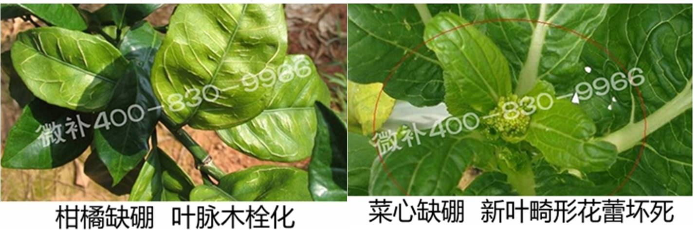 春季作物為什么需要大量用硼肥？