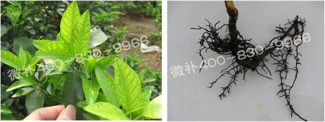 微補(bǔ)由國(guó)際植物營(yíng)養(yǎng)專(zhuān)家領(lǐng)銜的微肥企業(yè),40年微肥經(jīng)驗(yàn),針對(duì)80多種農(nóng)作物,有100多個(gè)微肥產(chǎn)品,涵蓋葉面肥,沖施肥,水溶肥等.咨詢(xún)熱線(xiàn):400-830-9966微補(bǔ)系列微肥,質(zhì)量好,肥效高,見(jiàn)效快,后勁大,無(wú)公害.