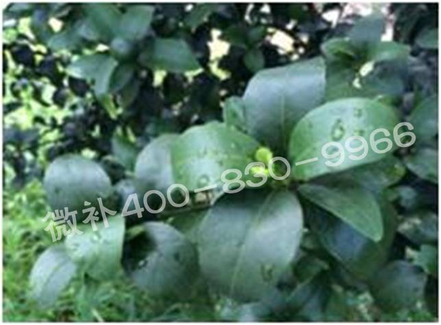 柑橘春梢弱，難抽發(fā)，到底是什么原因？