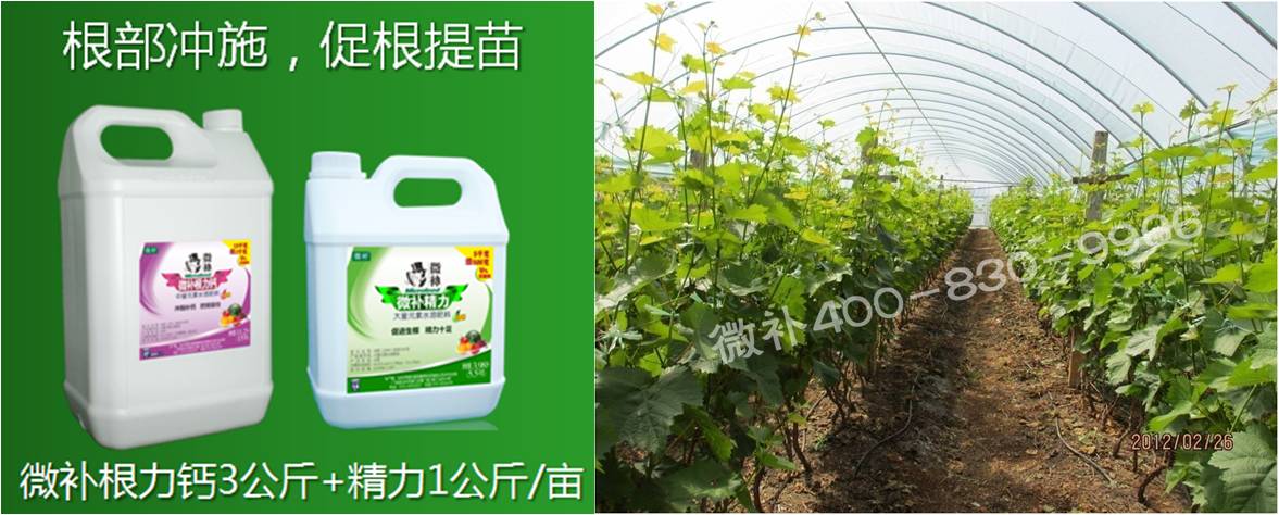 葡萄萌芽期如何預(yù)防倒春寒？