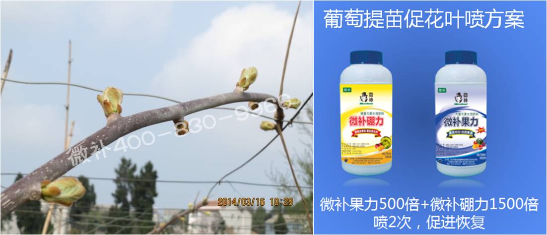 獼猴桃萌芽期如何施肥，才能促進(jìn)萌芽齊、萌芽壯？