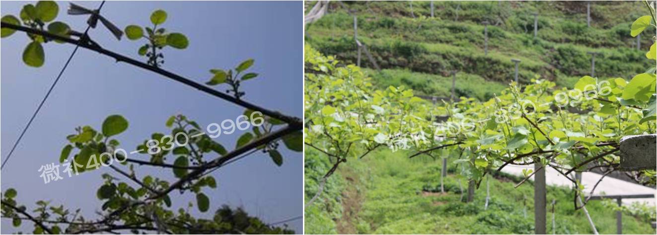 獼猴桃萌芽期如何施肥，才能促進(jìn)萌芽齊、萌芽壯？