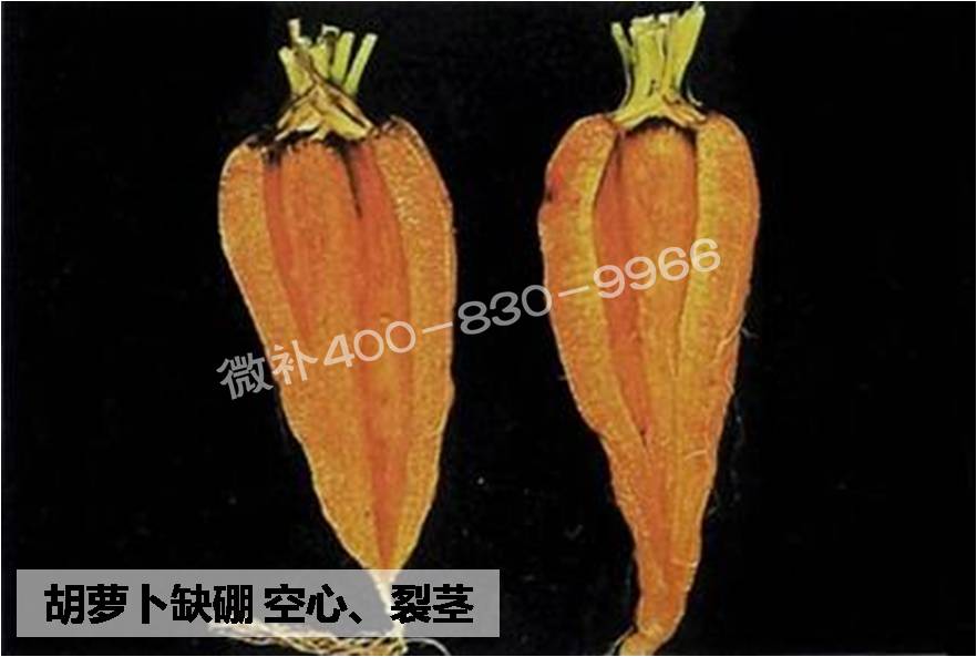 大田作物缺硼，就用高生物活性海藻液體硼，補硼更有效！