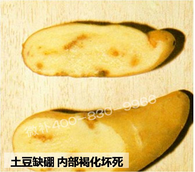 大田作物缺硼，就用高生物活性海藻液體硼，補硼更有效！
