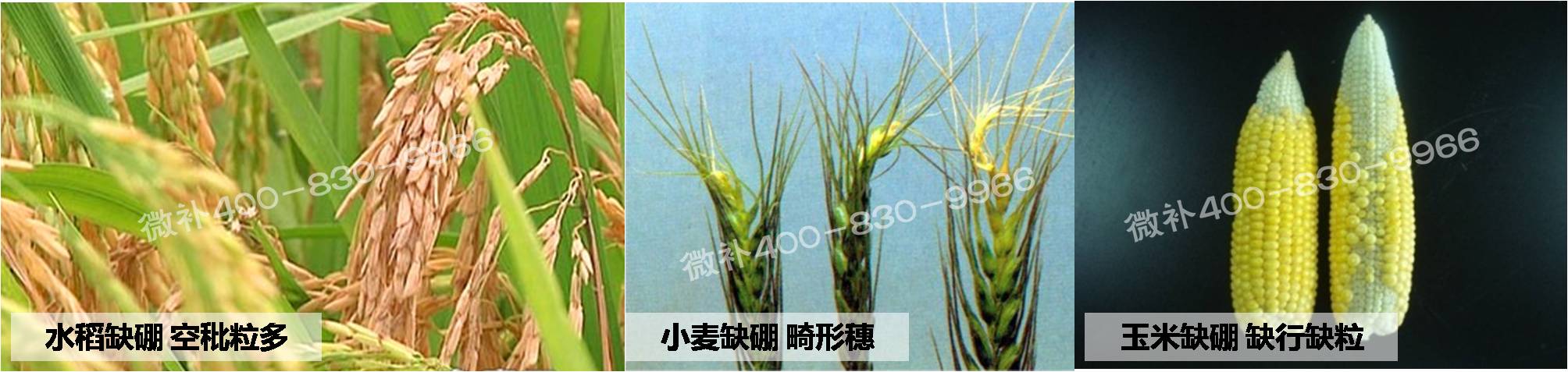 大田作物缺硼，就用高生物活性海藻液體硼，補硼更有效！