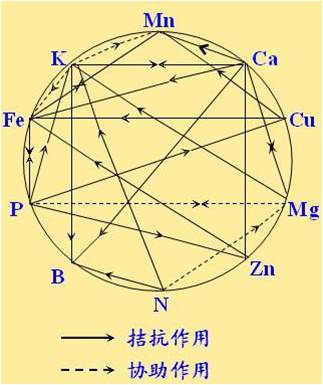 原料型鉀肥和鎂肥為什么會(huì)發(fā)生拮抗？