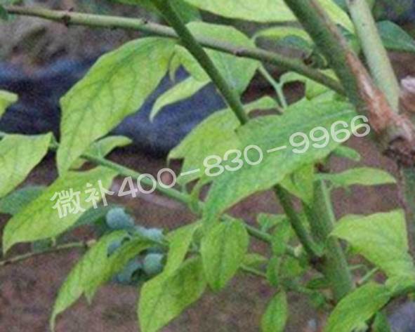 藍莓黃葉是缺素還是病害？