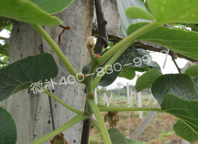 獼猴桃缺鈣對(duì)抽梢開(kāi)花有什么影響？