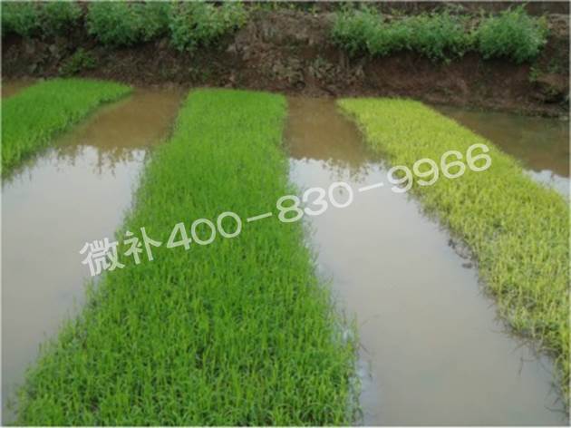 水稻黃秧、爛秧怎么辦？