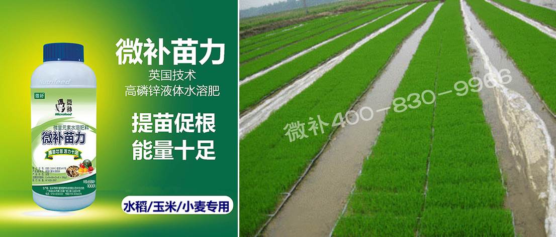 水稻黃秧、爛秧怎么辦？