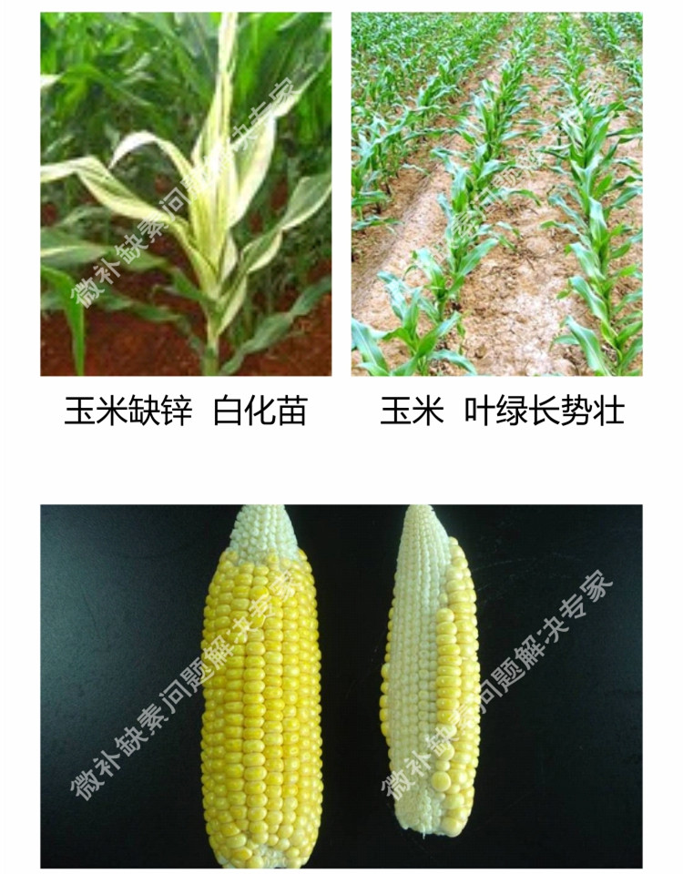 微補苗力750_副本9.jpg