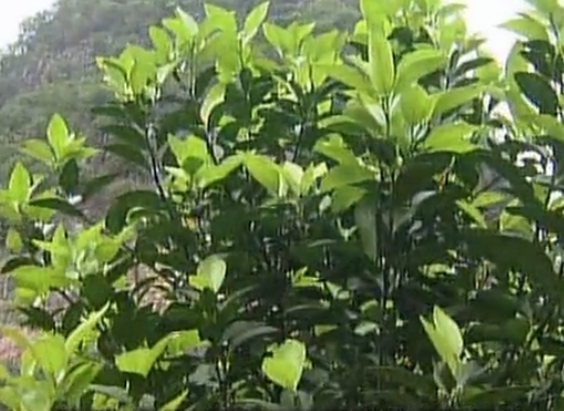 柑橘淋沖微補(bǔ)鈣肥，促根預(yù)防黃樹，樹壯保果品質(zhì)好