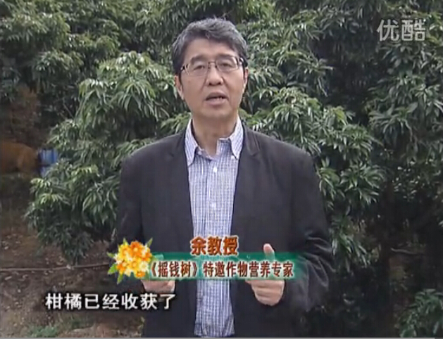 20160104珠江臺(tái)搖錢樹：防治柑橘黃樹、減少采后弱樹 撒微補(bǔ)倍力、噴碧力+壯力