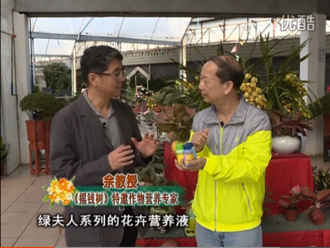 20160111珠江臺(tái)搖錢(qián)樹(shù)：家庭盆栽花卉黃葉又難養(yǎng)？用綠夫人，枝繁葉茂、花多花艷