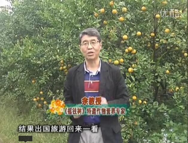 20160111珠江臺(tái)搖錢樹：貢柑大場(chǎng)樹弱黃葉，今年樹勢(shì)大翻身果靚還高價(jià)！