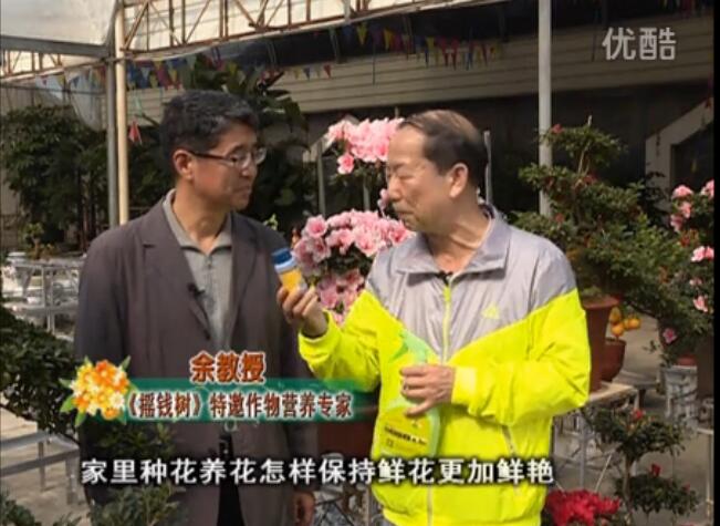 20160118珠江臺(tái)搖錢(qián)樹(shù)：家庭花卉用綠夫人600度鮮花營(yíng)養(yǎng)液，花開(kāi)鮮艷、花期長(zhǎng)