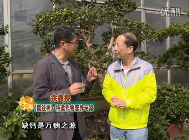 20160125珠江臺(tái)搖錢(qián)樹(shù)：家庭盆栽花卉?chē)娋G夫人160度補(bǔ)鈣抗病液，長(zhǎng)勢(shì)精神、抗病好