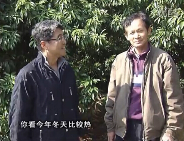 20160201珠江臺搖錢樹：暖冬荔枝易沖梢，如何促花壯花好？看微補(bǔ)