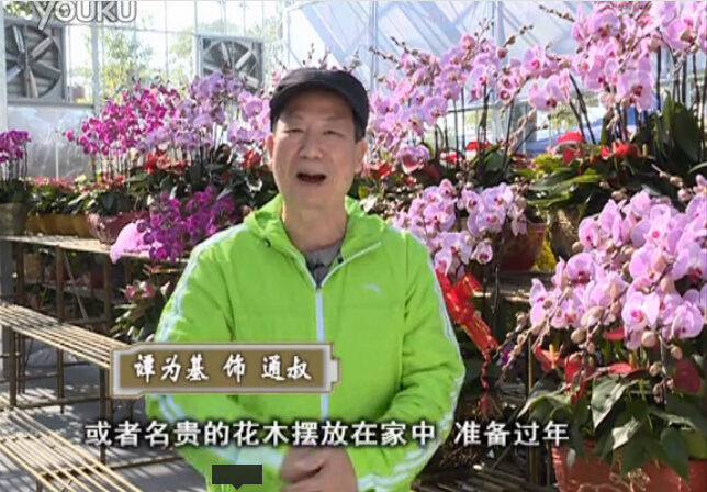 20160201珠江臺(tái)搖錢(qián)樹(shù)：新春家養(yǎng)花卉、盆栽，如何養(yǎng)護(hù)葉子、鮮花、果子保鮮更長(zhǎng)？