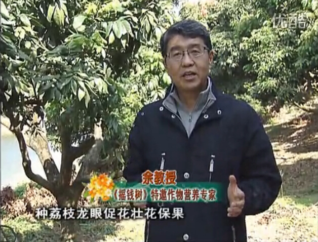 20160215珠江臺搖錢樹：龍眼撒微補(bǔ)倍力、噴花力+碧力，補(bǔ)鈣鎂鋅硼保葉壯花
