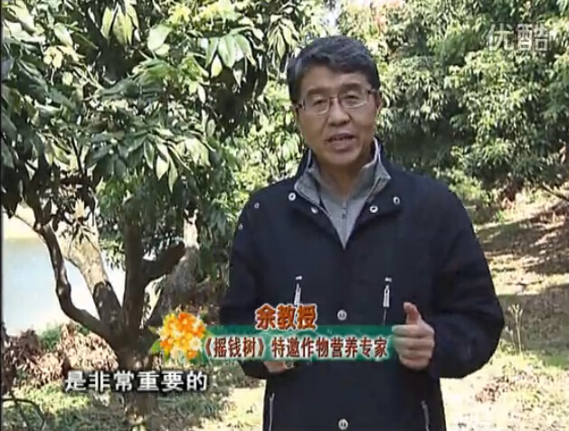 20160215珠江臺(tái)搖錢(qián)樹(shù)：名貴花木盆景，用綠夫人系列保葉、花靚、又抗病