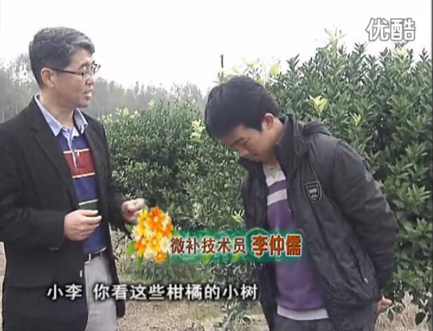 20160215珠江臺(tái)搖錢樹：柑橘小樹頭年掛果撒微補(bǔ)倍力、噴花力+碧力，壯樹促花好