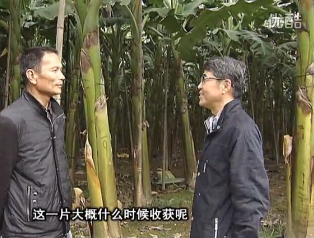 20160222珠江臺搖錢樹：粉蕉用微補(bǔ)方案，抽蕉好、葉干邊爛頭少
