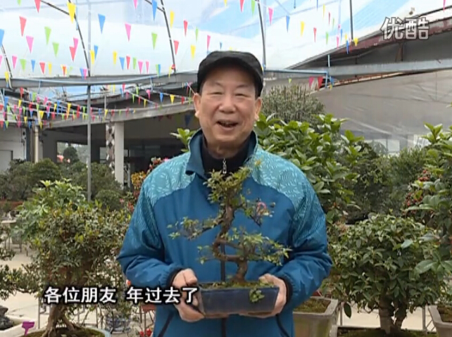 20160229珠江臺(tái)搖錢(qián)樹(shù)：盆景換盆養(yǎng)護(hù)，用綠夫人營(yíng)養(yǎng)液恢復(fù)生機(jī)