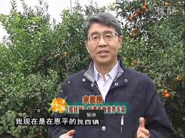 20160229珠江臺(tái)搖錢樹：柑橘用微補(bǔ)全年方案，黃樹恢復(fù)、果品質(zhì)好賣價(jià)高
