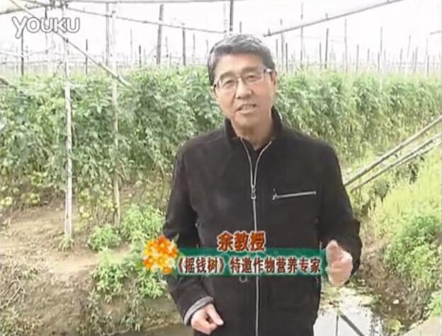 20160307珠江臺(tái)搖錢樹：天冷蔬菜有價(jià)卻無產(chǎn)？用微補(bǔ)方案苗壯保葉有產(chǎn)！