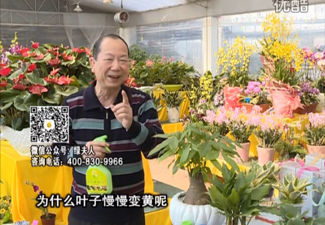 20160307珠江臺(tái)搖錢樹：陰生植物也不好種，黃葉多長勢(shì)弱？用綠夫人來呵護(hù)