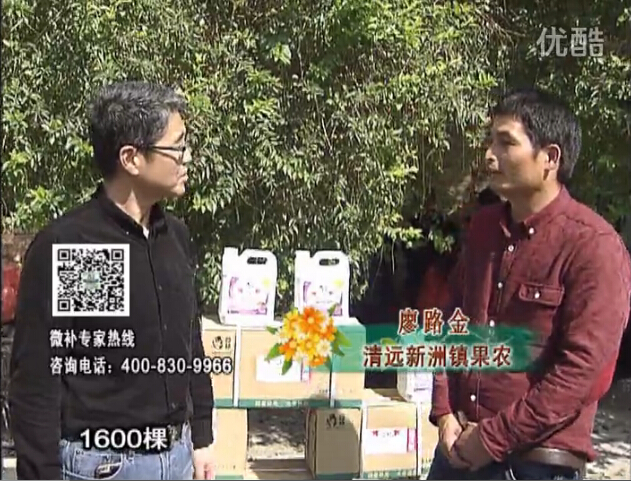 20160314珠江臺(tái)搖錢樹：柑橘用微補(bǔ)方案，保樹有收益