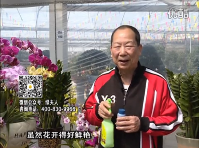 20160314珠江臺(tái)搖錢樹：家種鮮花、鮮切花，用綠夫人600度鮮花液?；ㄆG、花期長