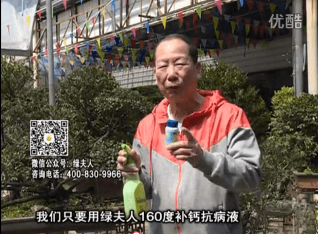 ?20160321珠江臺(tái)搖錢樹：盆栽花卉用綠夫人160度補(bǔ)鈣抗病液，低溫陰雨天長勢(shì)壯、抗病好