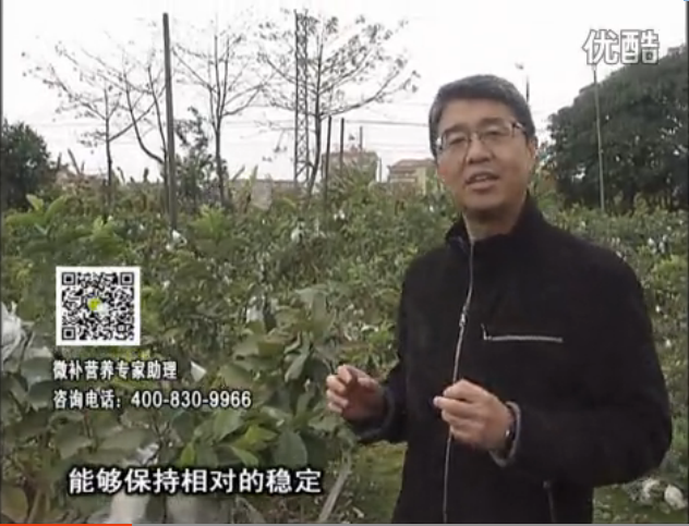 20160328珠江臺搖錢樹：番石榴淋沖微補(bǔ)根力鈣+微補(bǔ)精力，凍后恢復(fù)長勢、促進(jìn)開花坐果
