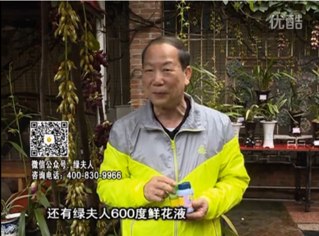 20160404珠江臺(tái)搖錢樹：養(yǎng)禾雀花等盆栽，用綠夫人營養(yǎng)液養(yǎng)得好又增色